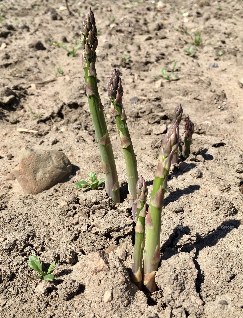 Asparagus farming.