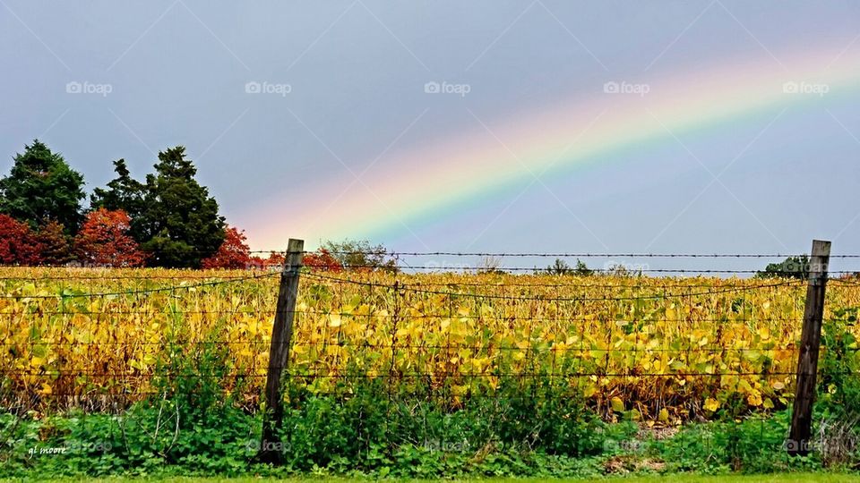 Under the Rainbow 