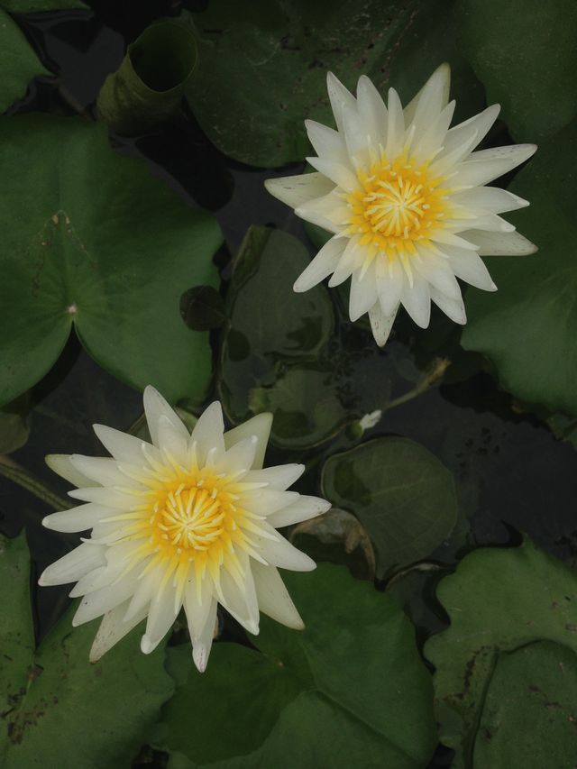 Twins lotus 