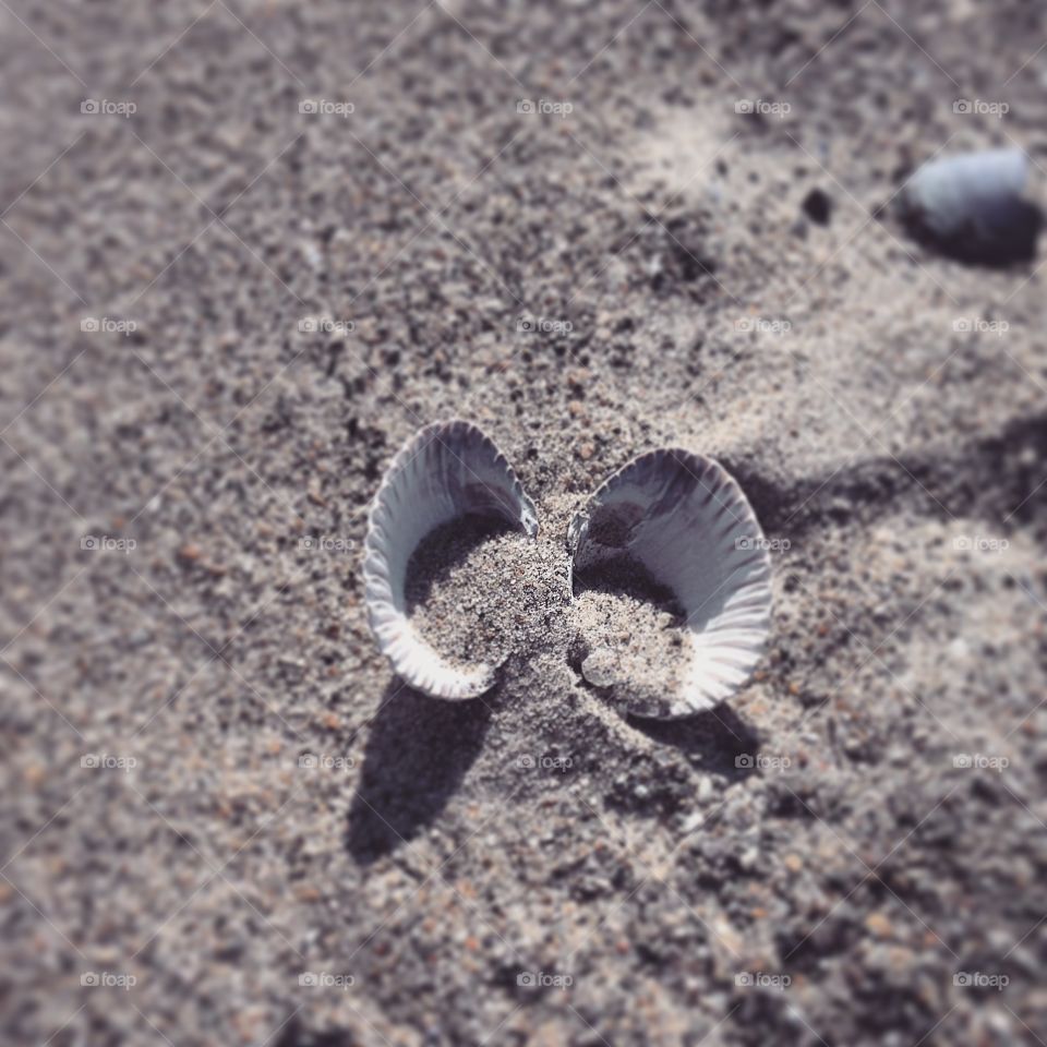 Seashells