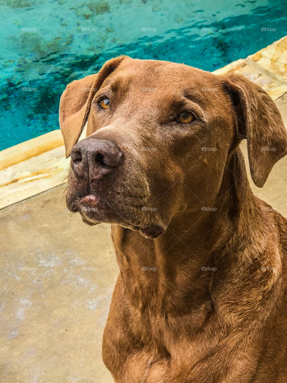 Close-up face of a brown mastiff dog next to a swimming pool 