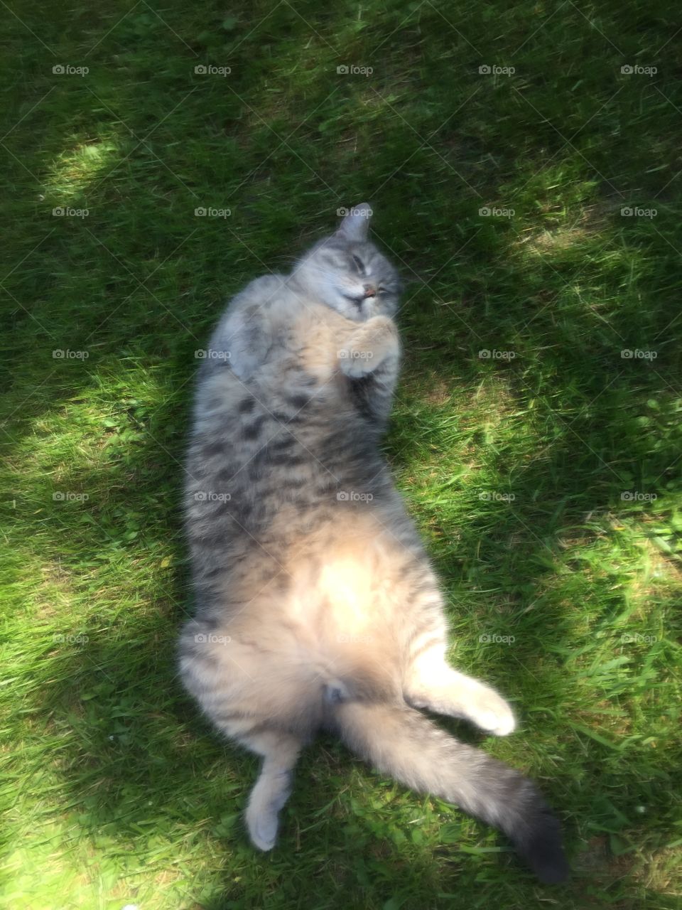 Love my fat cat chillin’ 