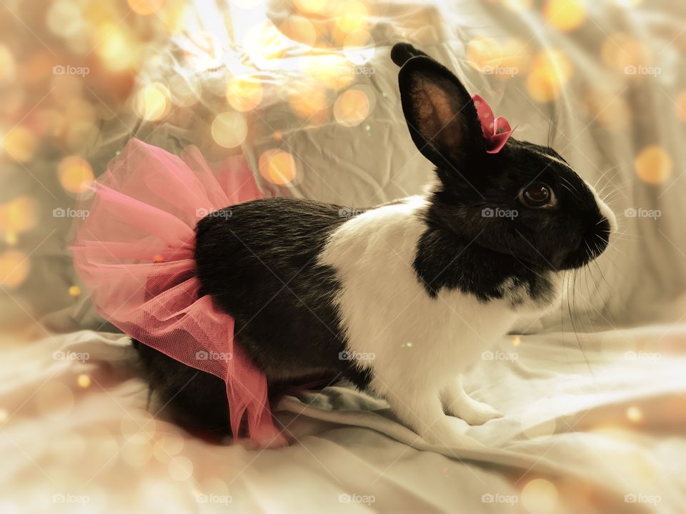 Bunny in a tutu 