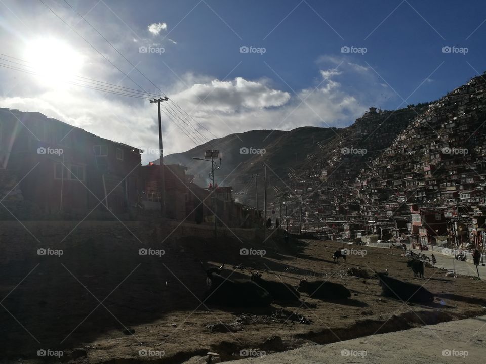 Yaks at Se Da Buddhist Monastery and School in Sichuan Province, China.

Se Da is currently the largest Tibetan Buddhist school in the world and not open to westerners.