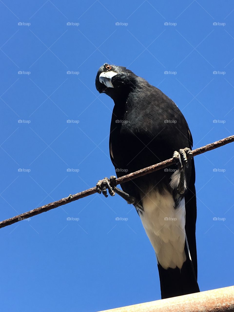 Curiosity; Australian magpie closeup sitting on a wire, shot angled ground up