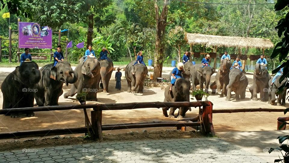 Elephant parade thailand