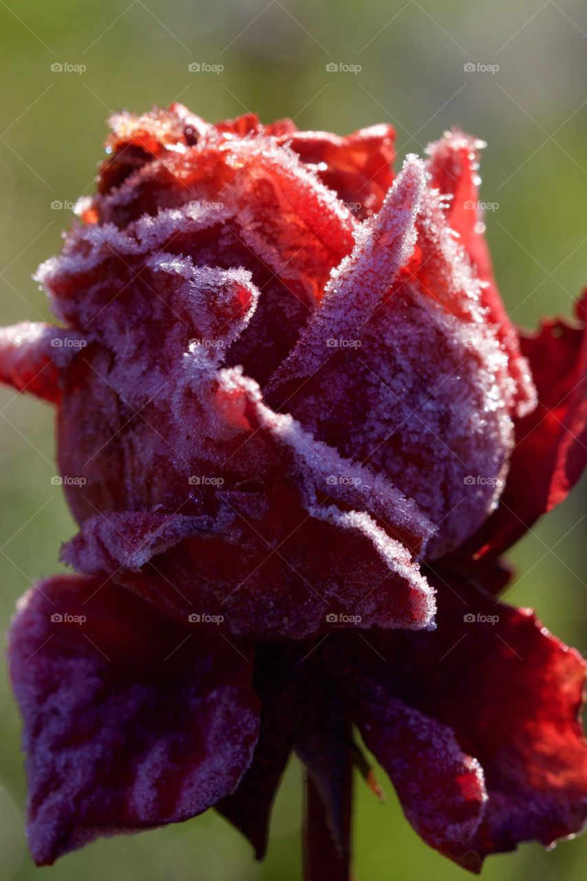 Frozen red rose