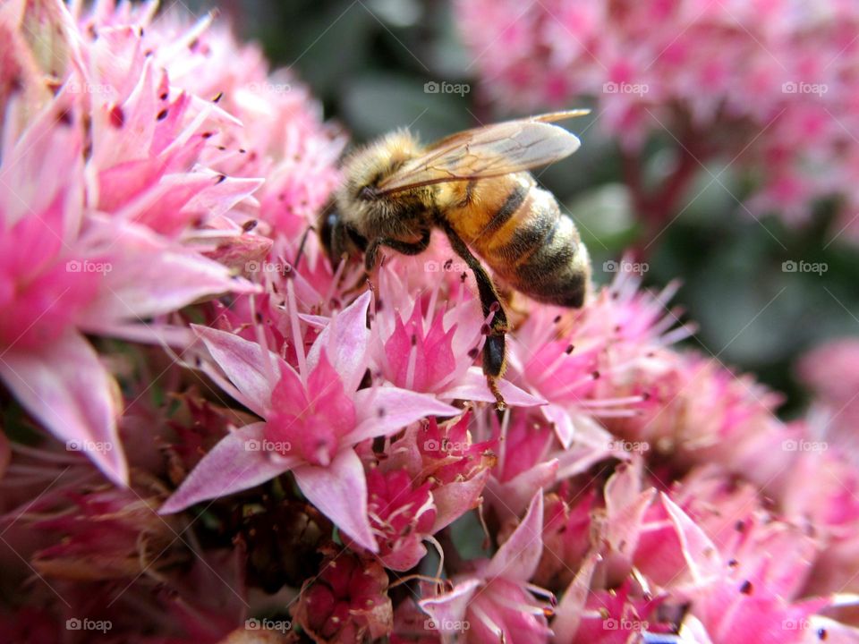 bee collecting nectar from sedum flowers