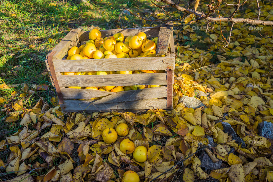 Harvest ripe juicy and tasty apples. Harvested juicy apples from fertile trees.