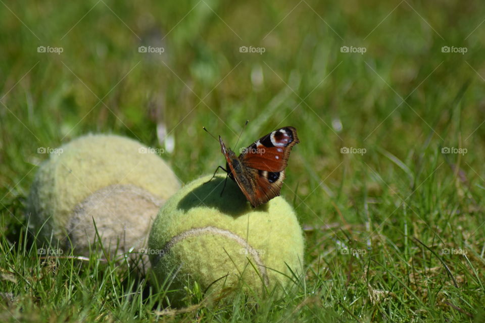 Butterfly with tennis ball on grassy field