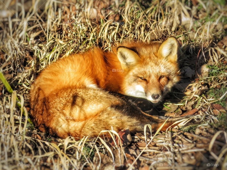 While walking this morning - a sleepy fox