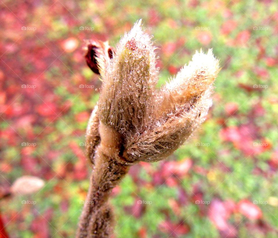 frozen bud