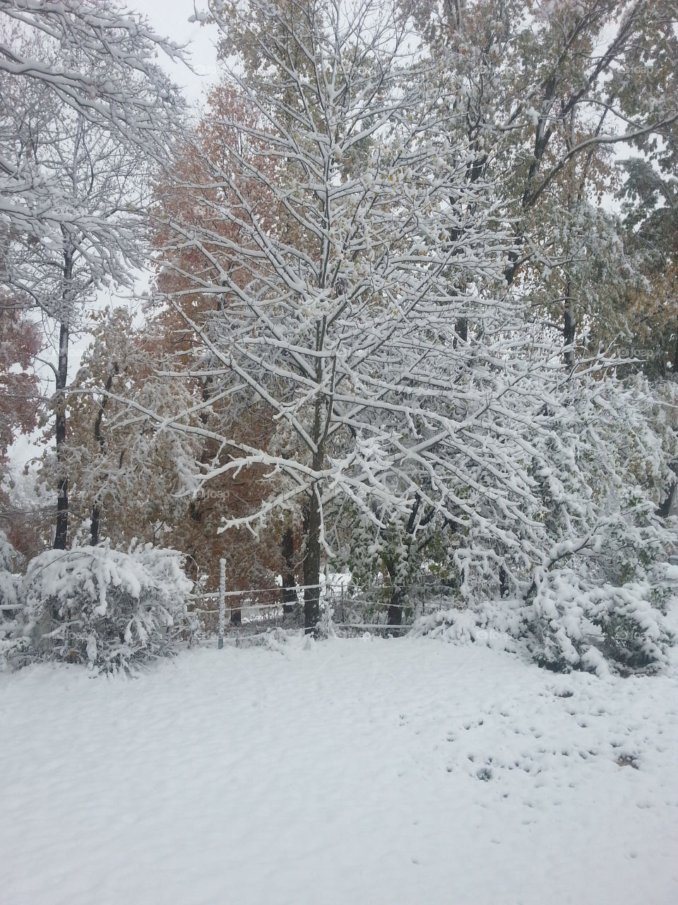 A Tennessee Backyard In Winter