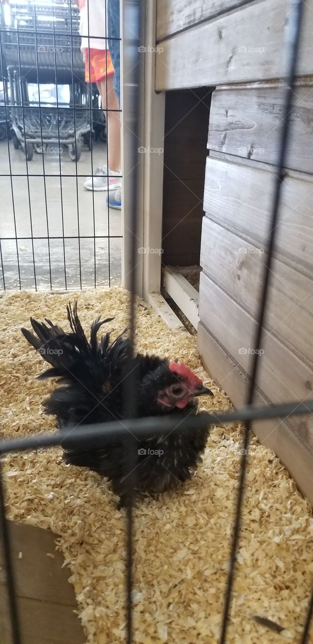 Baby Rooster