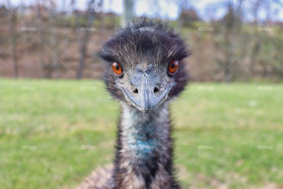 Emu