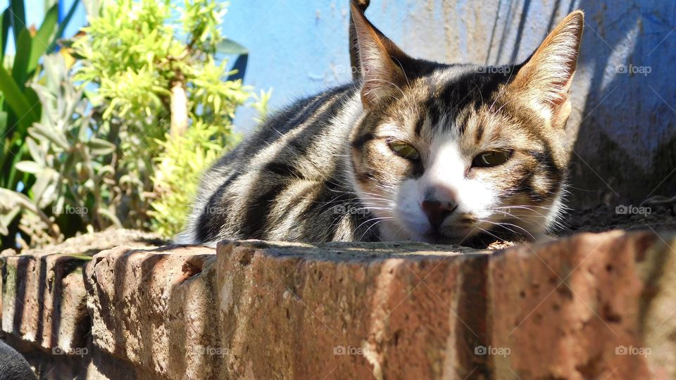 Lupe  // Nikon D3500