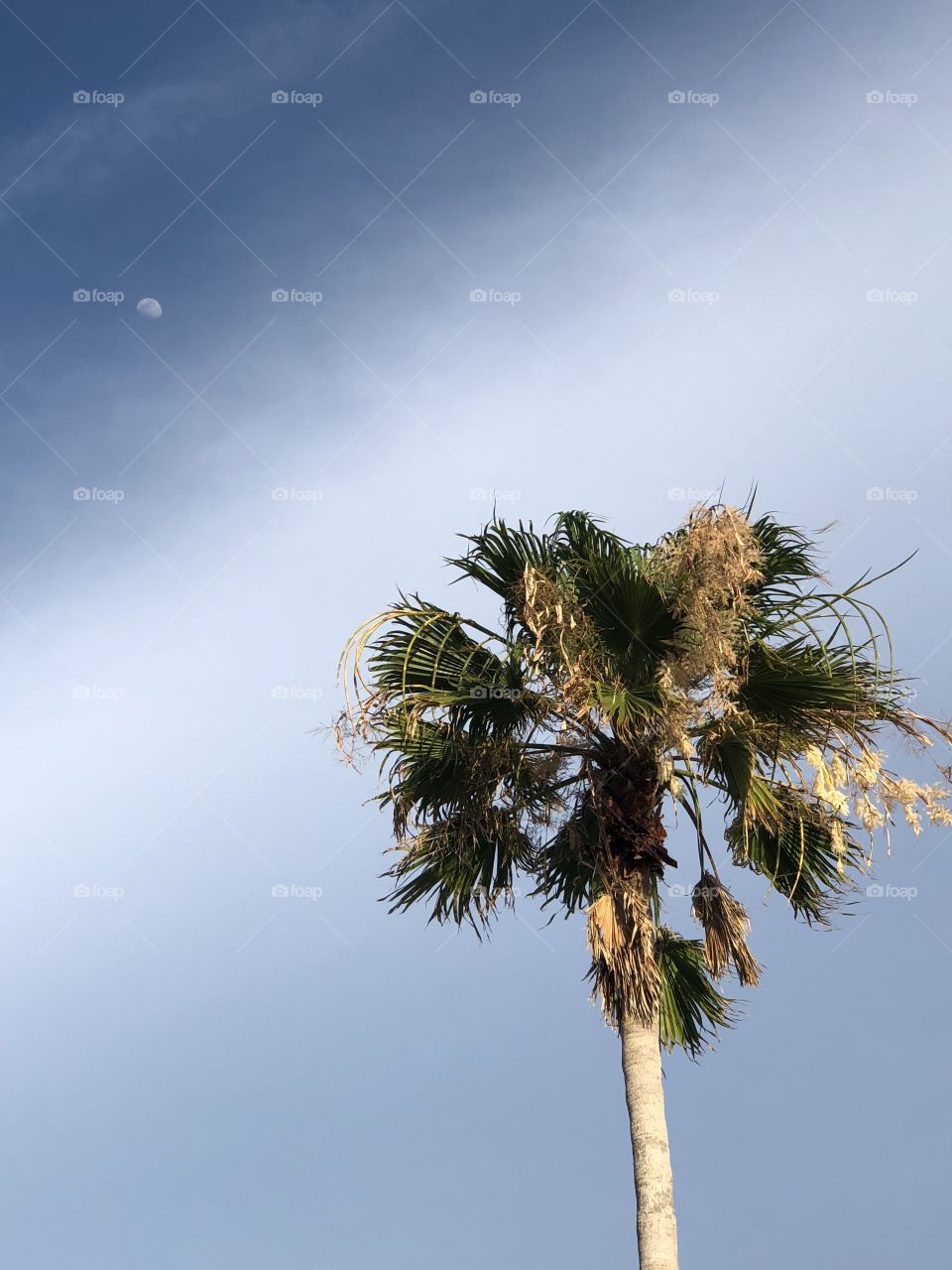 Palm tree, half moon, and a layer of clouds