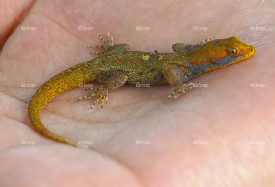 Lizard on hand 