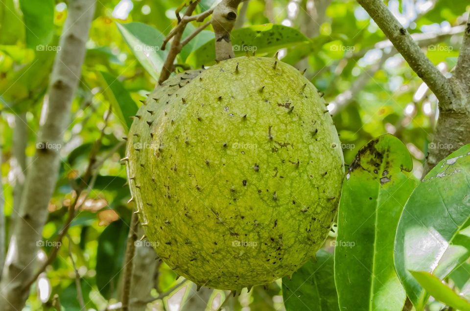 Mountain Sop On Yree