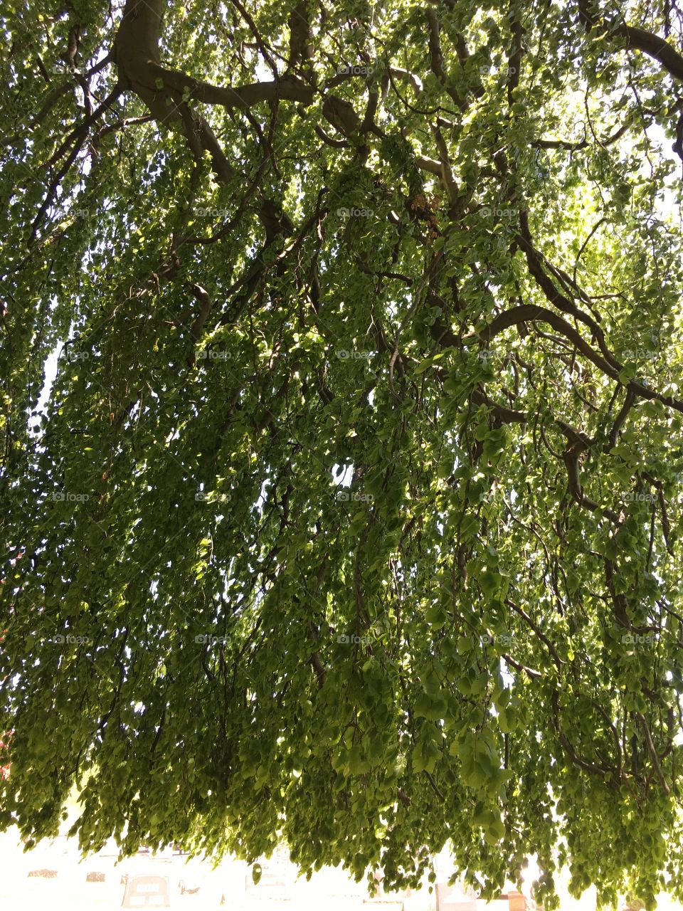 Green canopy of a European Weeping Beech