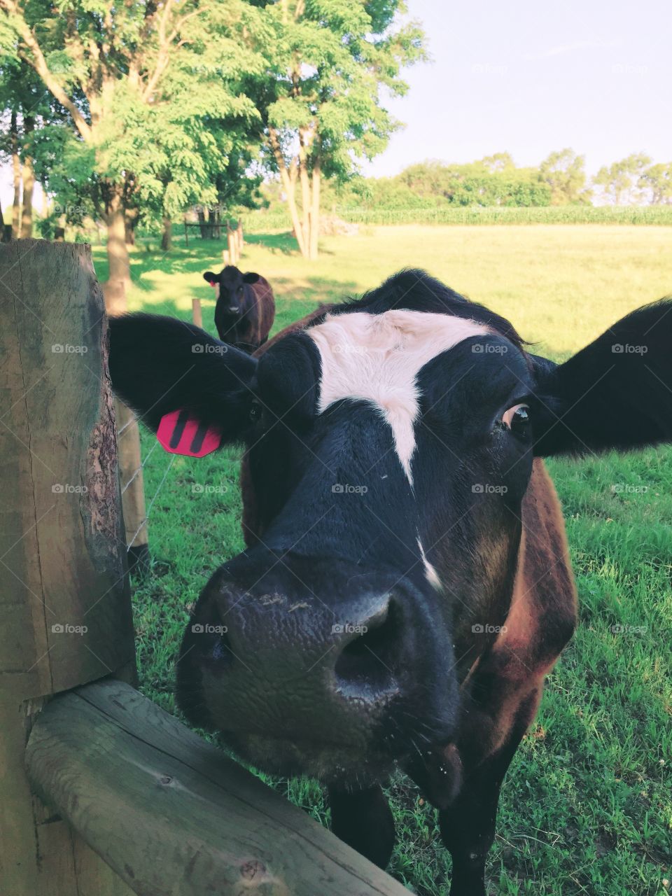 A steer with a white blaze pokes his nose curiously over the top of a wooden pasture gate, an all-black steer looks on in the distance behind 