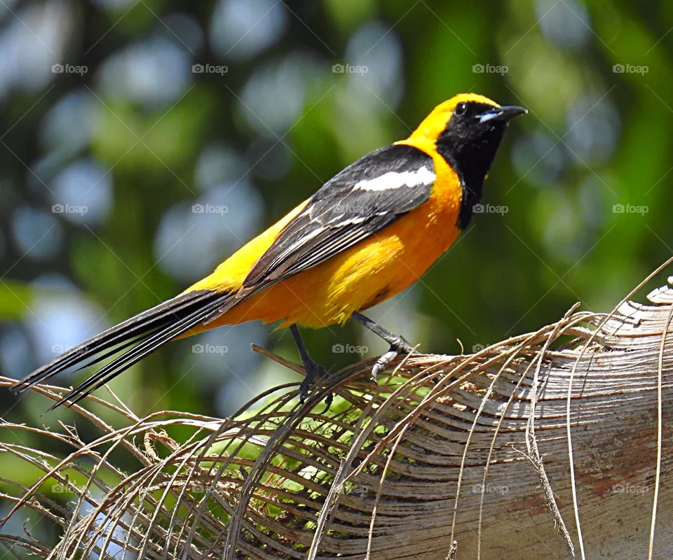 bird
