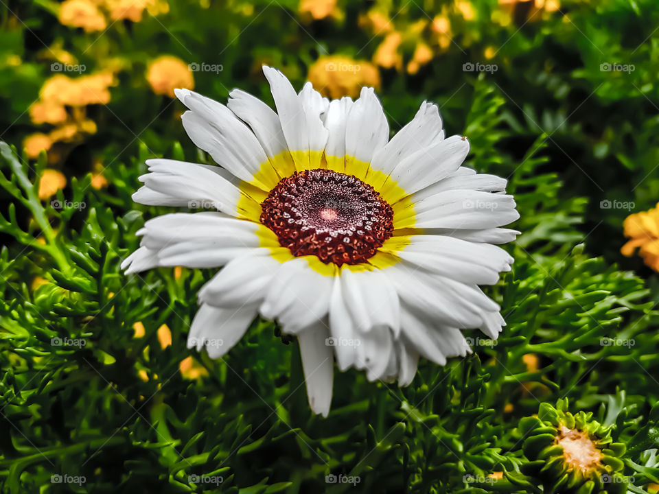 White yellow and deep red flower in the garden