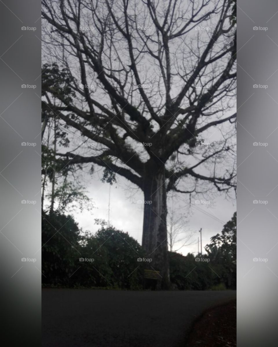 Árbol seco... de pie