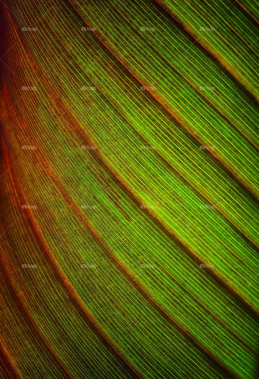 Light through canna lily leaf
