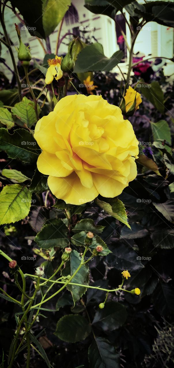 Yellow Rose