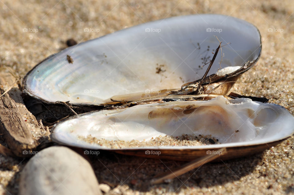 seashell on the beach of the Baltic sea coast in Poland