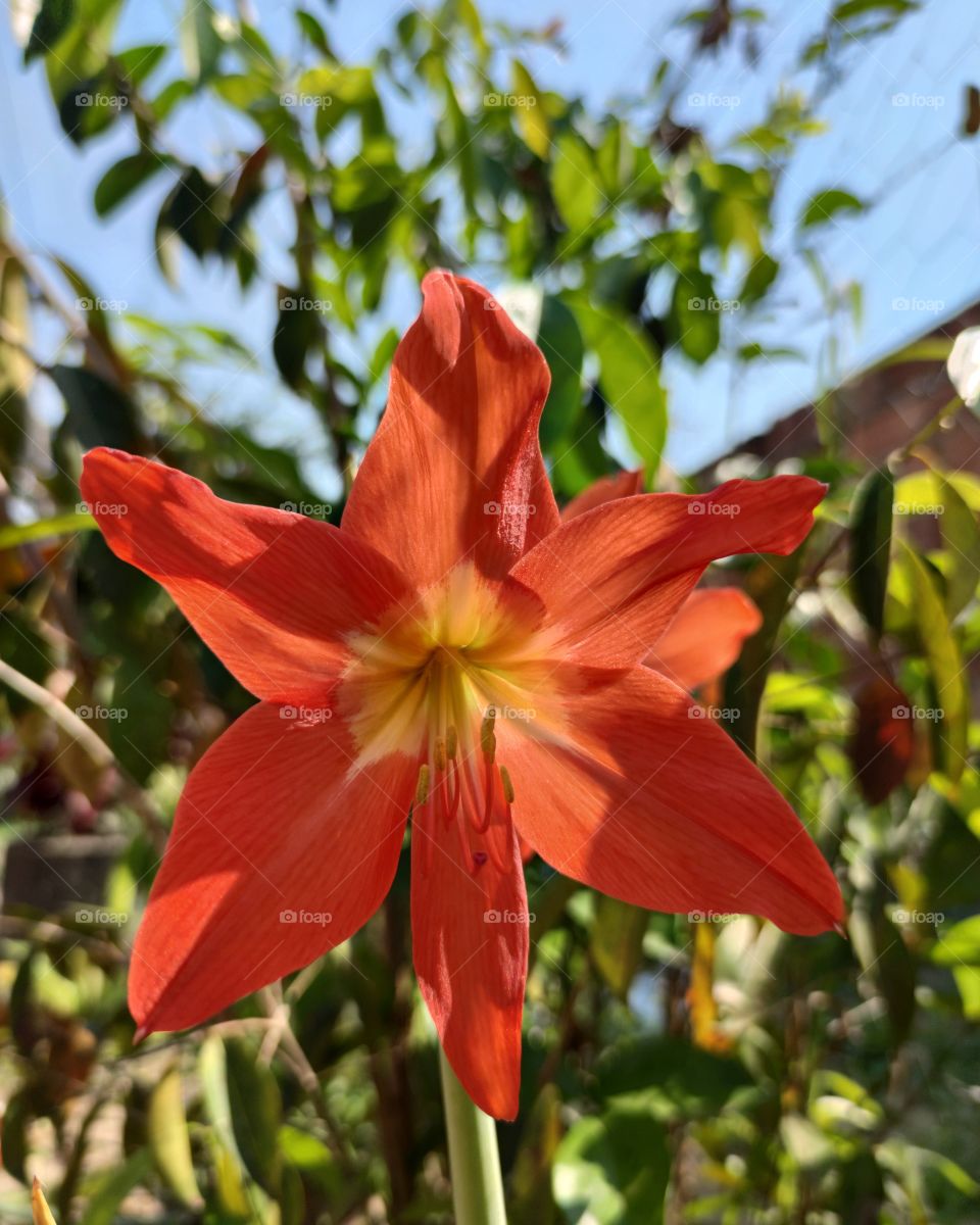 autumn flowers