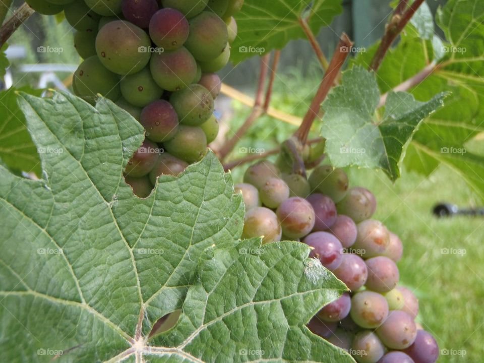 Grape leave and ripening grapes 