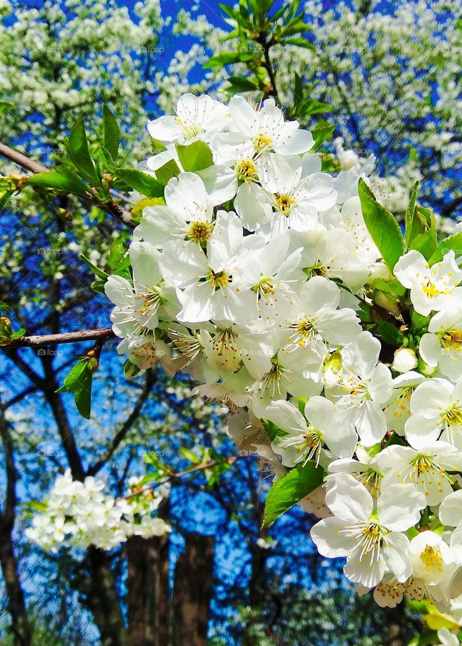 Battle winter vs. sprint