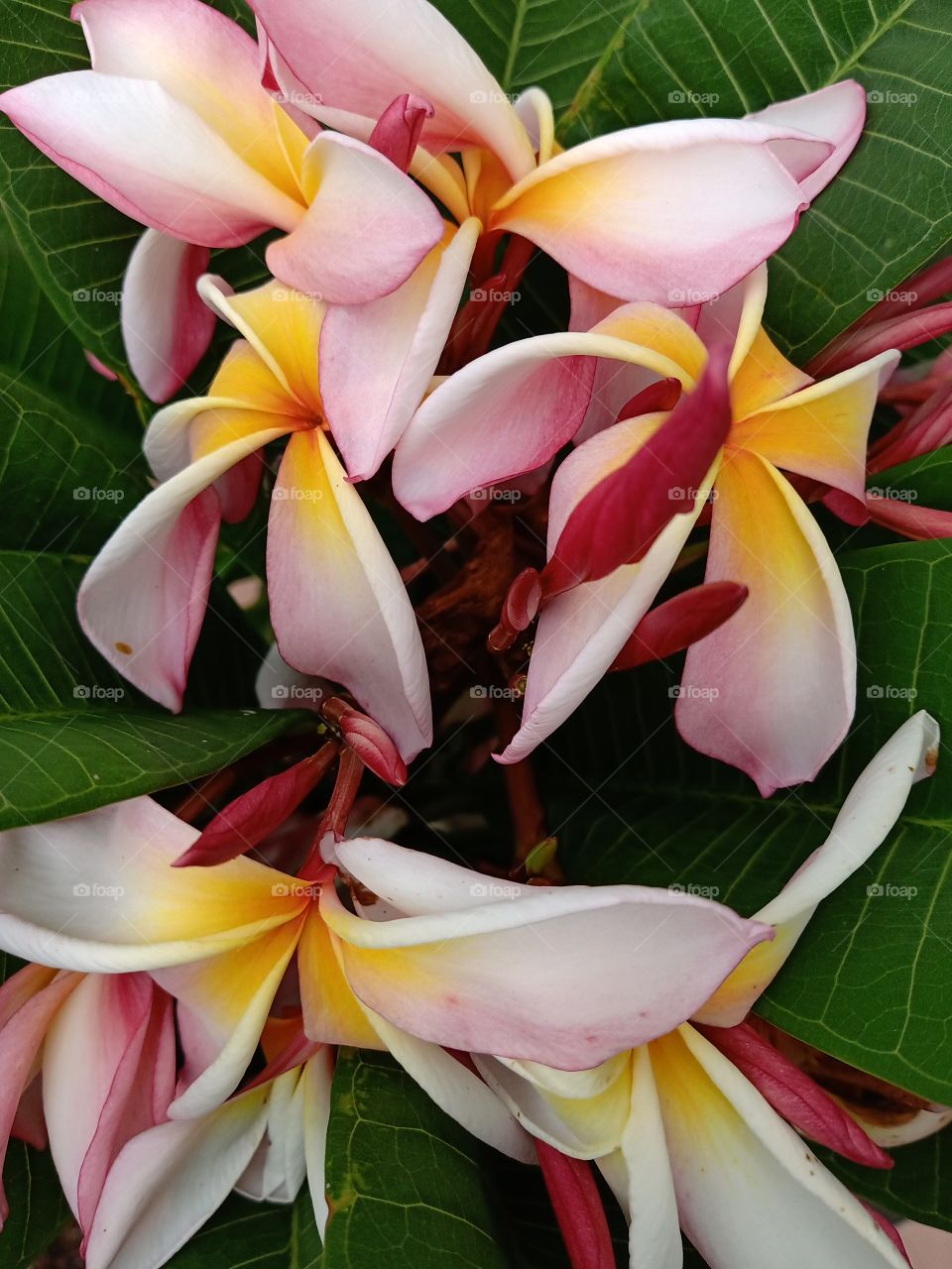 Beautiful Plumeria Flowers