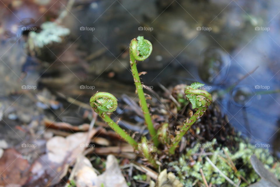 Fern by the river