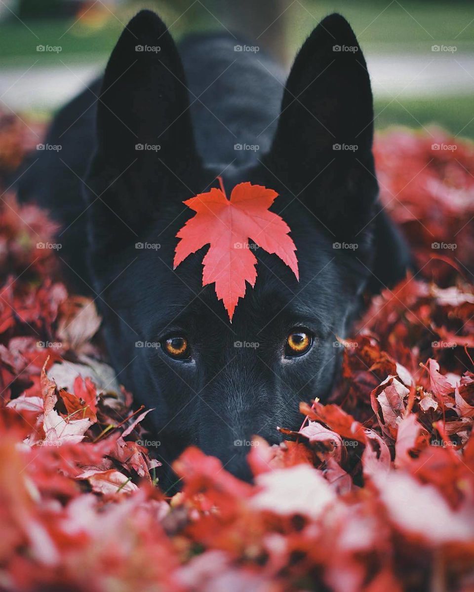 Found the perfect place to rest 🍁