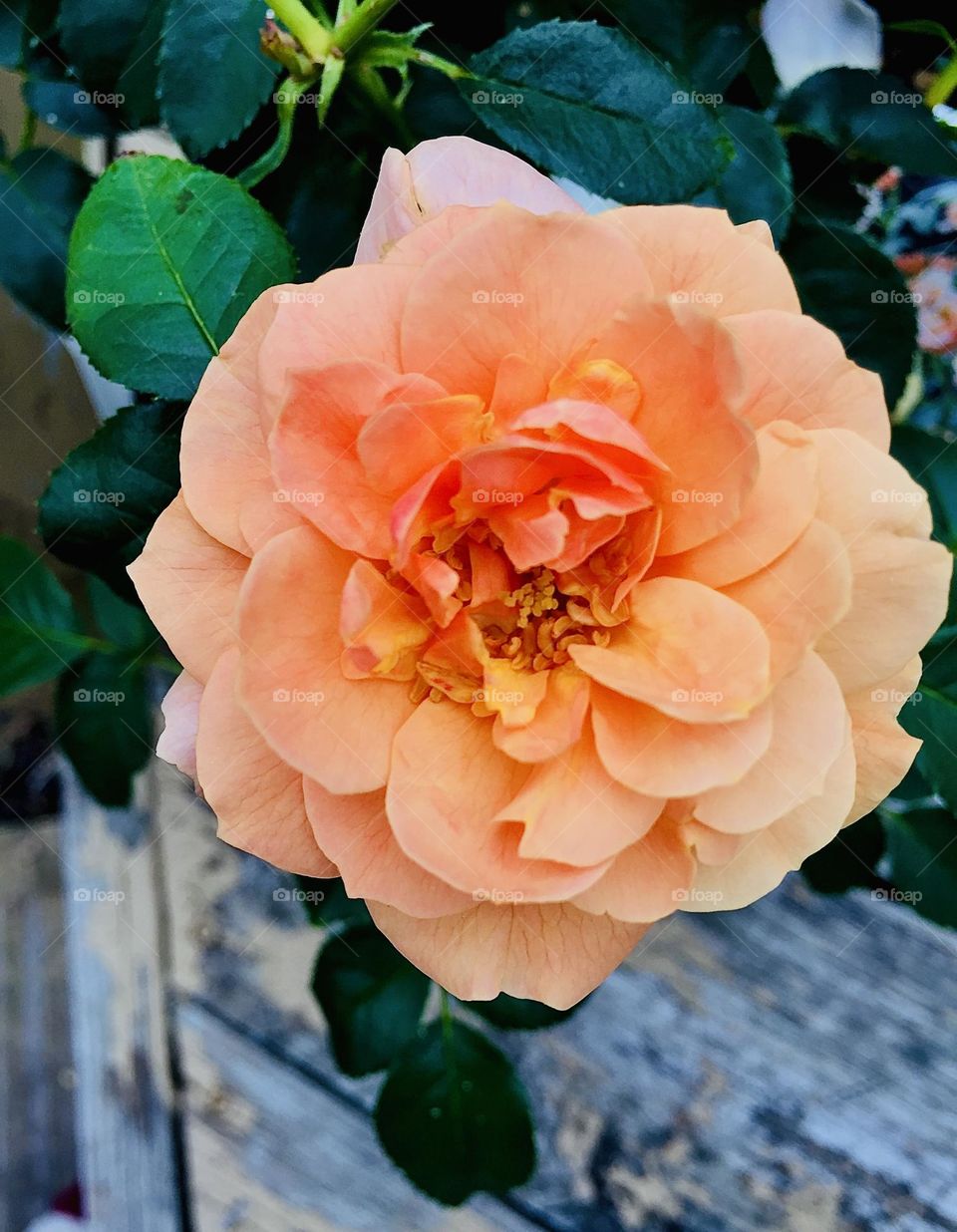 Old fashioned rose bloom