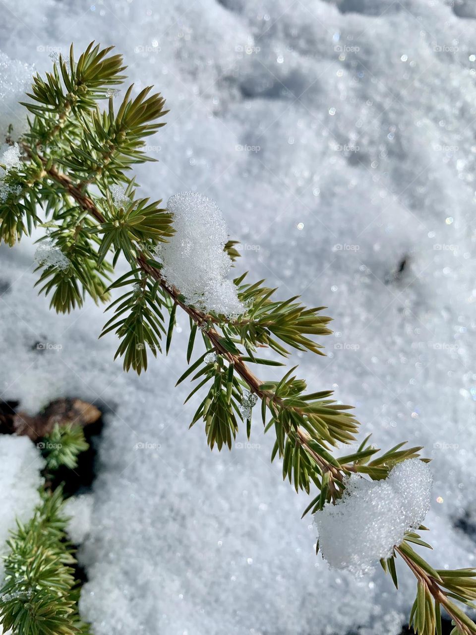 Snow on Evergreen Shrub