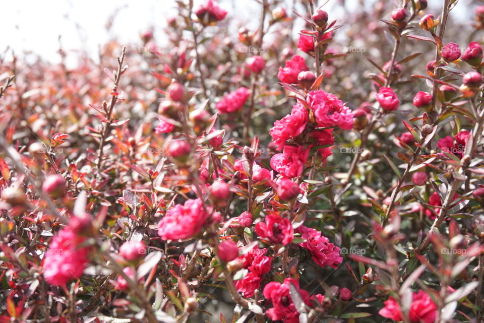 spring flowers