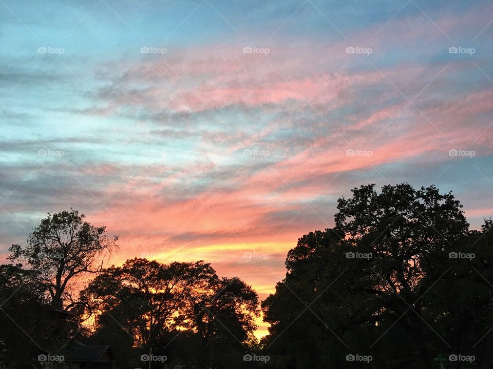 Silhouette of trees during sunset