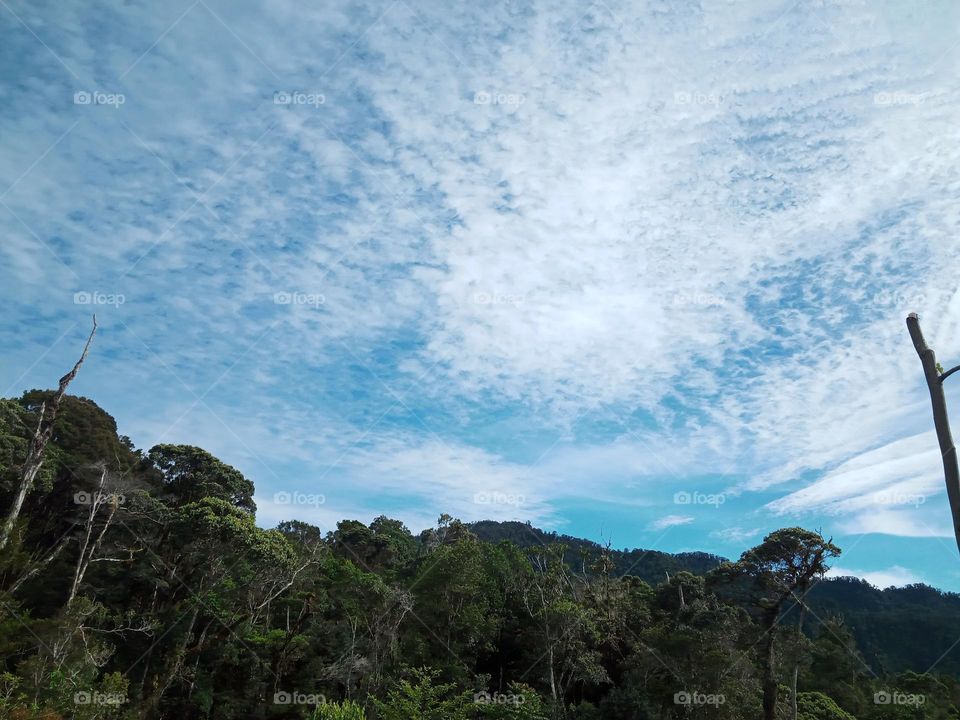 forest and sky.