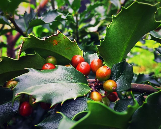Mistletoe shrub 