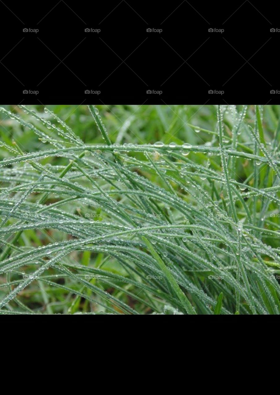 Dew Droplets on Grass