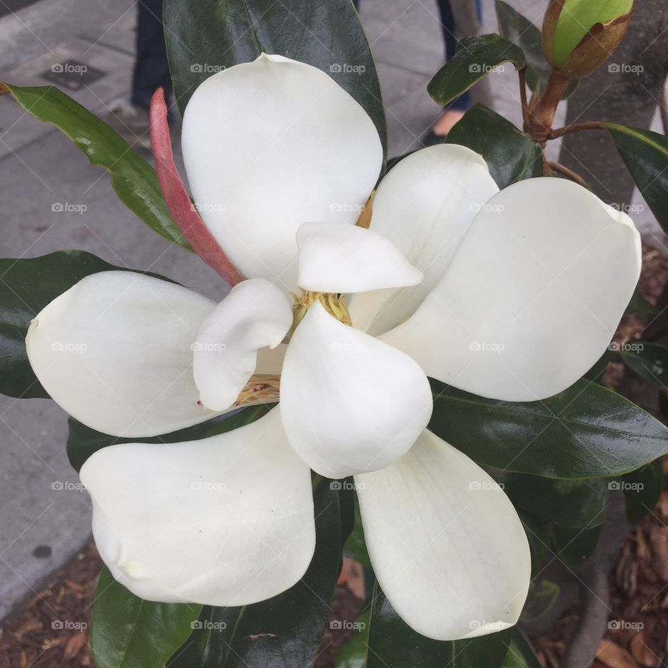 Beauty Alive. P.S. Magnolias rule!