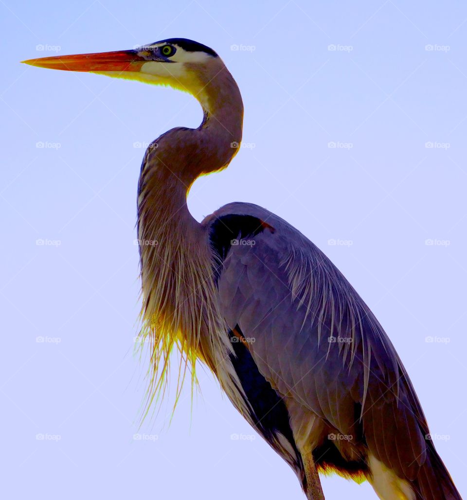 A Blue Heron