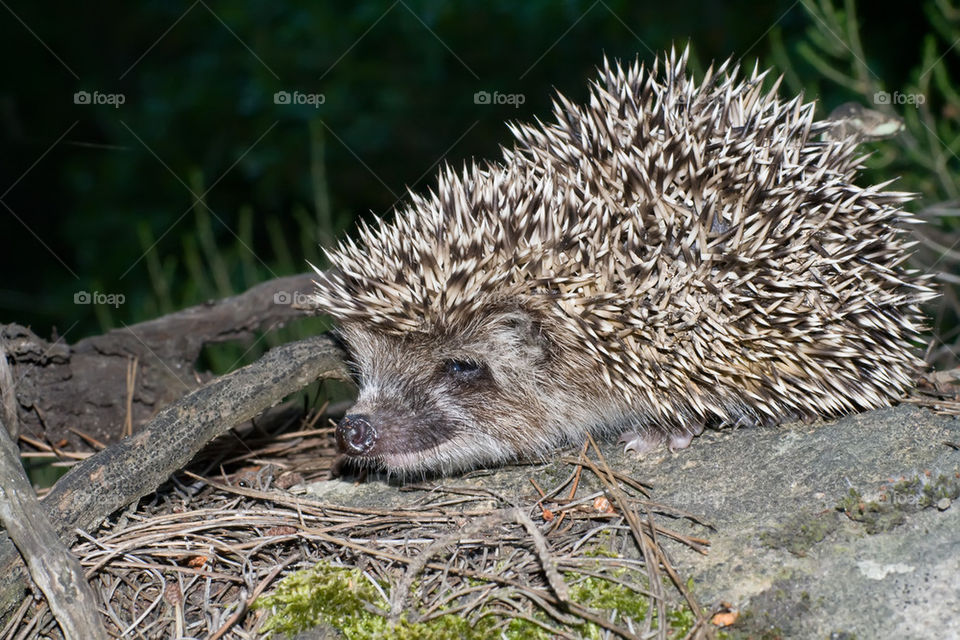 Baby hedgehog on rock