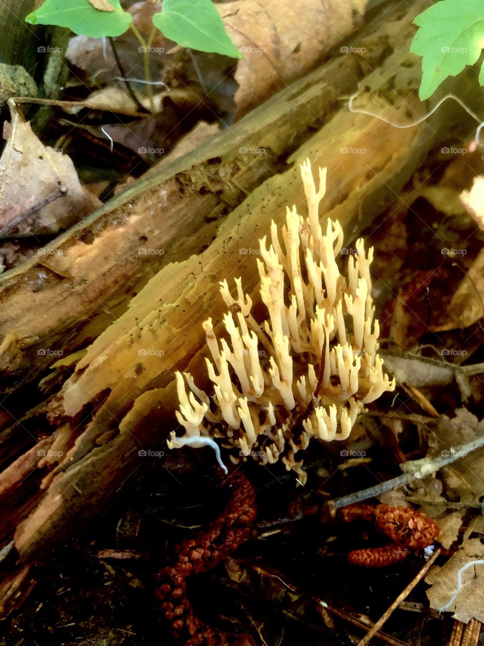 Coral-like mushroom in woods 