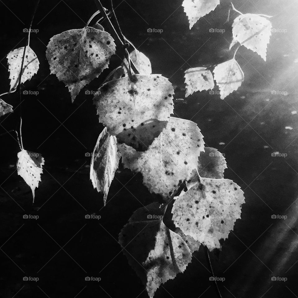 Fragile symbols ...leafs are flying during this wicked autumn ...let them go no matter how beautiful they are