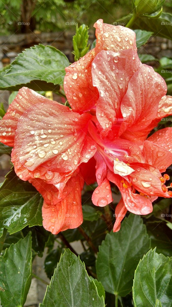 hibiscus 